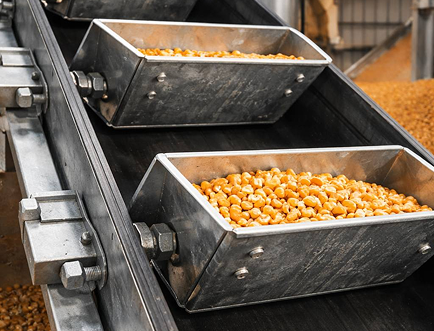 Steel grain elevator buckets mounted on an elevator belt transporting corn in an agricultural grain handling facility.